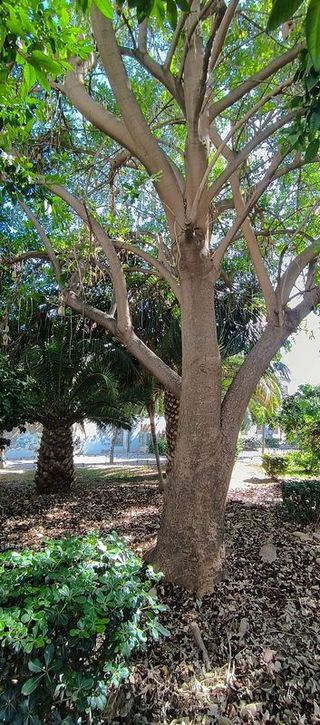 Piso en alquiler en La Goleta - San Felipe Neri en Málaga