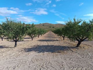 Terreno en venta en Yecla