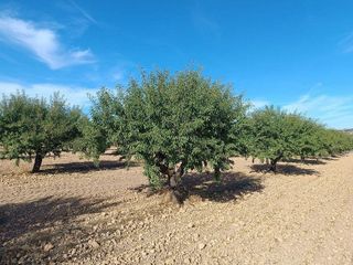 Terreno en venta en Yecla