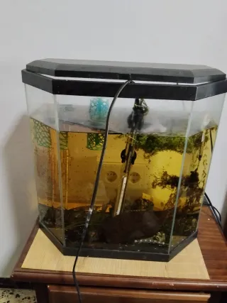 Acuario hexagonal completo