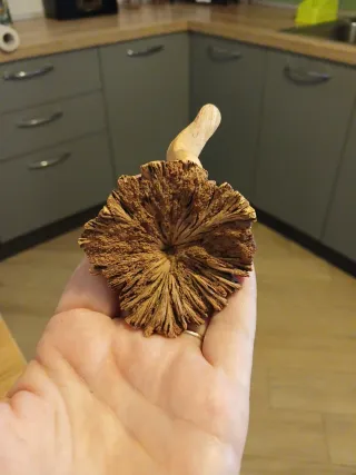 Artigianato in legno: lumaca e anatra