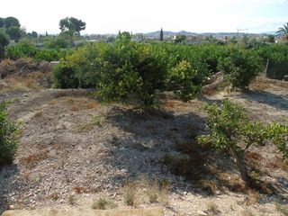 Terreno en venta en Ceutí