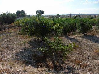 Terreno en venta en Ceutí