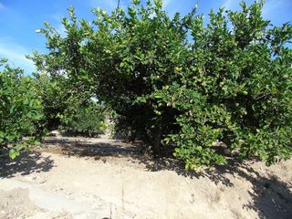 Terreno en venta en Ceutí