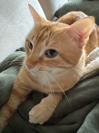 ÚLTIMA SEMANA EN VENTA Sofá beige respaldo alto