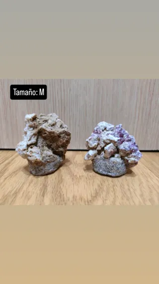 Coralero/esquejero (MAGNÉTICO) Acuario Marino