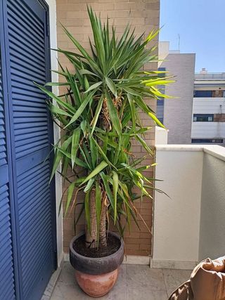 Casa adosada en alquiler en Arco Norte - Avda. España en Dos Hermanas