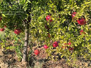 Terreno en venta en Almonte en Almonte