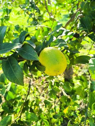 Terreno en venta en Almonte en Almonte