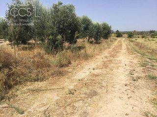 Terreno en venta en Almonte en Almonte