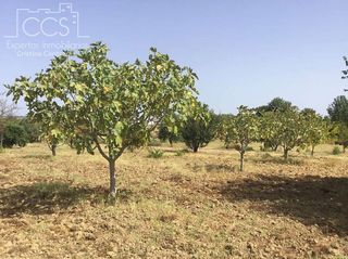 Terreno en venta en Almonte en Almonte