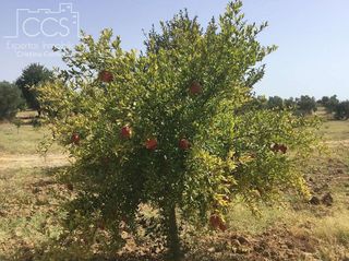 Terreno en venta en Almonte en Almonte