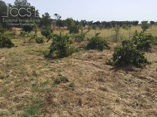 Terreno en venta en Almonte en Almonte