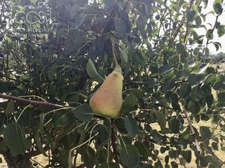 Terreno en venta en Almonte en Almonte