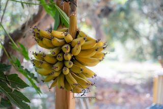 Terreno en venta en Vícar en Vícar