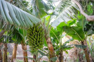 Terreno en venta en Vícar en Vícar