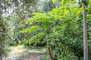 Terreno en venta en Vícar en Vícar