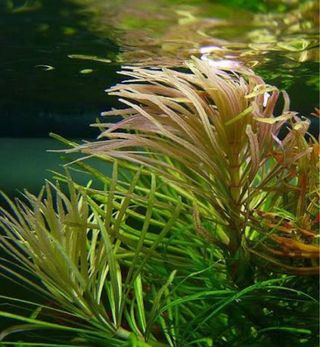 Pogostemon Octopus Planta Acuario (4 uds)