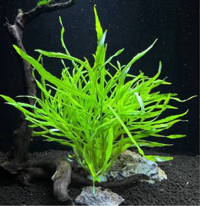 Pogostemon Octopus Planta Acuario (4 uds)