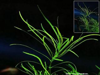 Pogostemon Octopus Planta Acuario (4 uds)