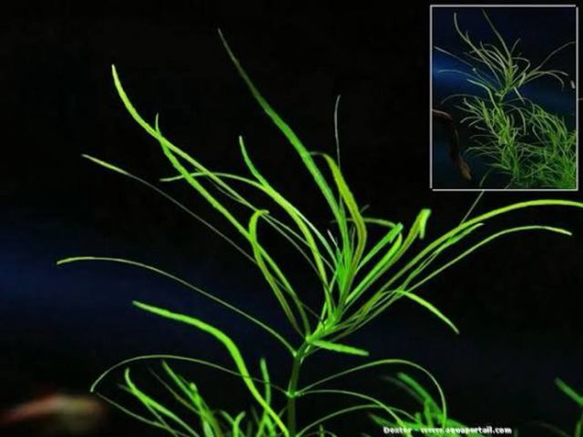 Pogostemon Octopus Planta Acuario (4 uds)