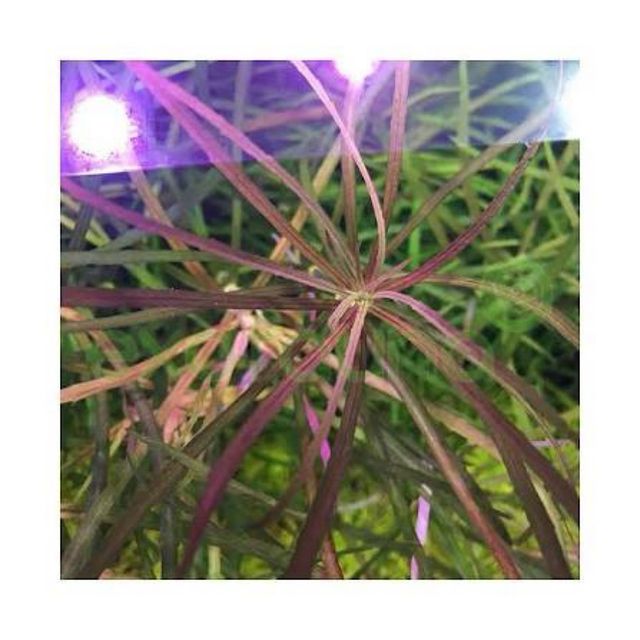 Pogostemon Octopus Planta Acuario (4 uds)