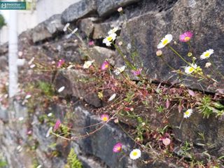 Chalet en alquiler en San Lázaro - Meixonfrío en Santiago de Compostela