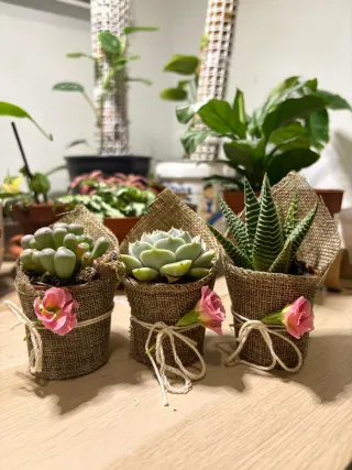 Plantas Suculentas con Mensaje para regal