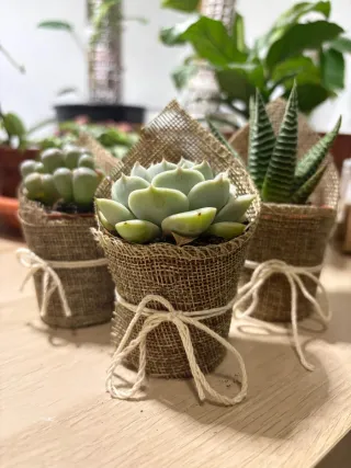 Plantas Suculentas con Mensaje para regal