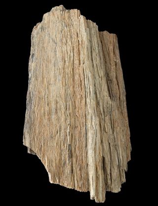 Tronco Madera Fósil 5kg