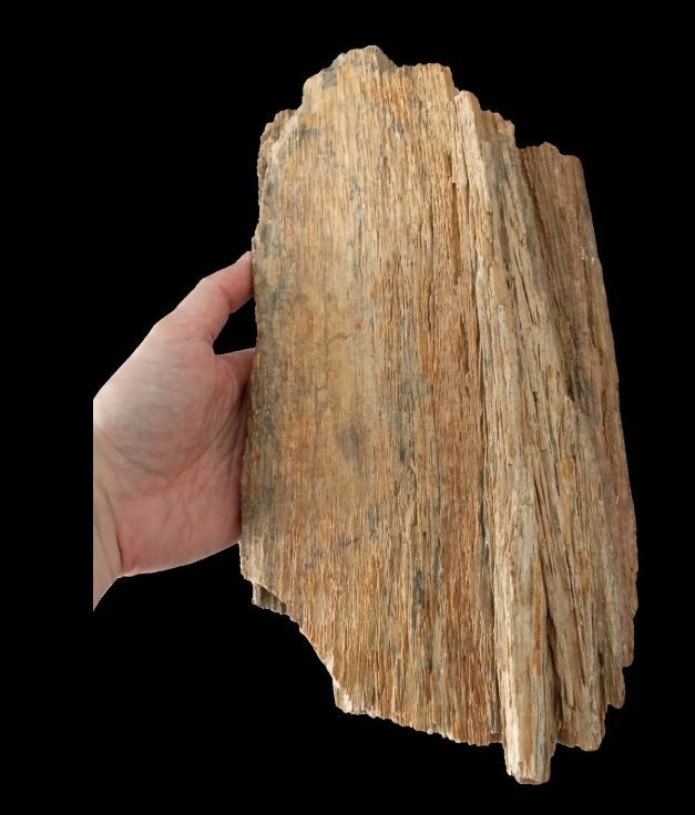 Tronco Madera Fósil 5kg