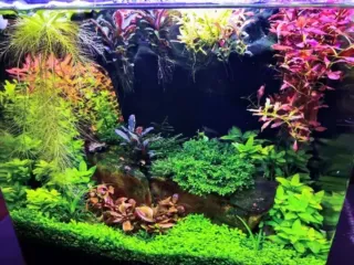 Pack Plantas Acuario