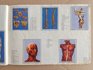 Cromos Vida y Color año 1971