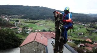 Poda y tala de árboles