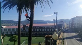 Poda y tala de árboles