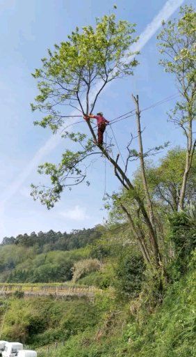 Poda y tala de árboles