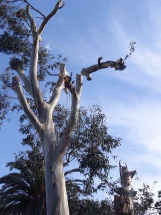 Poda y tala de árboles