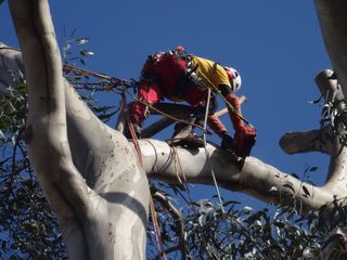 Poda y tala de árboles