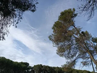 Se alquila habitacion 350€ a chica  sola  mostoles