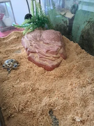 Terrario con luz UV y piedra calor