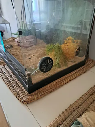 Terrario con luz UV y piedra calor