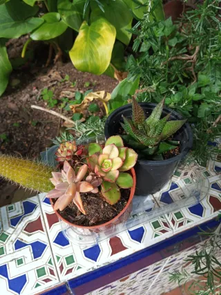 Suculentas y cactus variados