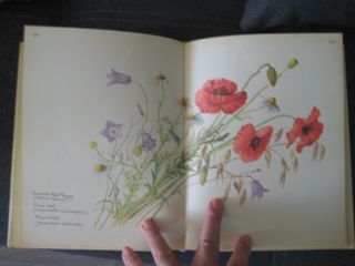 DIARIO DE EDITH HOLDEN (EN INGLÉS 1ª EDICIÓN 1977)