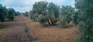 Terreno en venta en Valdepeñas