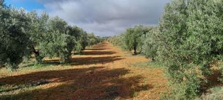 Terreno en venta en Valdepeñas