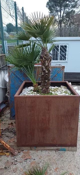 Jardinera Cubo Acero Corten y palmeras.