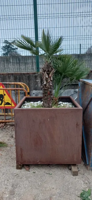 Jardinera Cubo Acero Corten y palmeras.