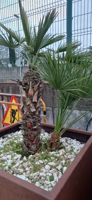 Jardinera Cubo Acero Corten y palmeras.