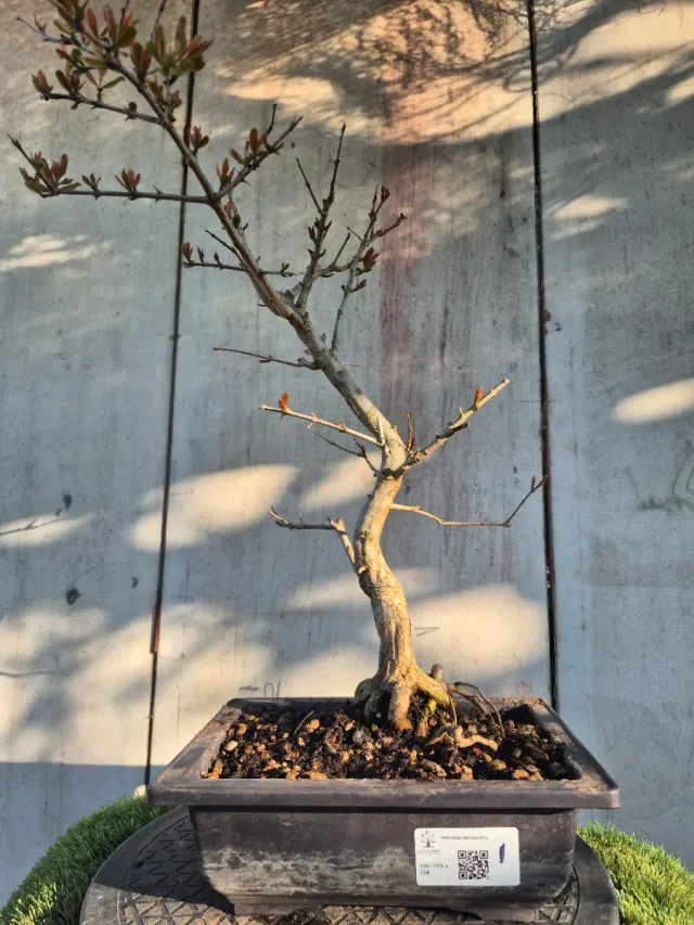 Prebonsai Granado Nejapan 6501