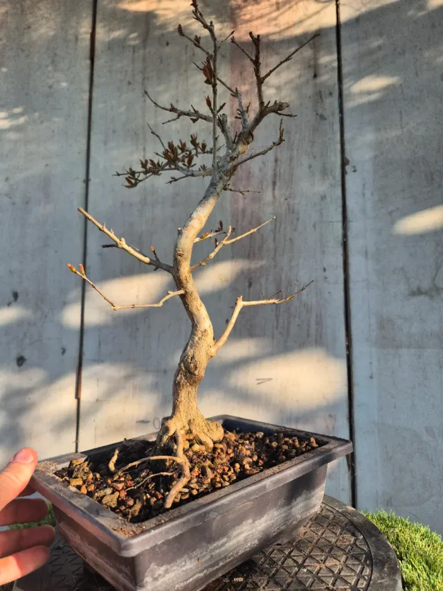Prebonsai Granado Nejapan 6501